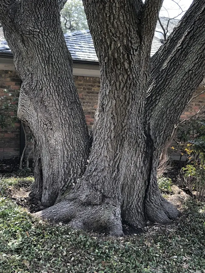 Mature heritage tree close to a Beaver Dam property cared for by certified arborists